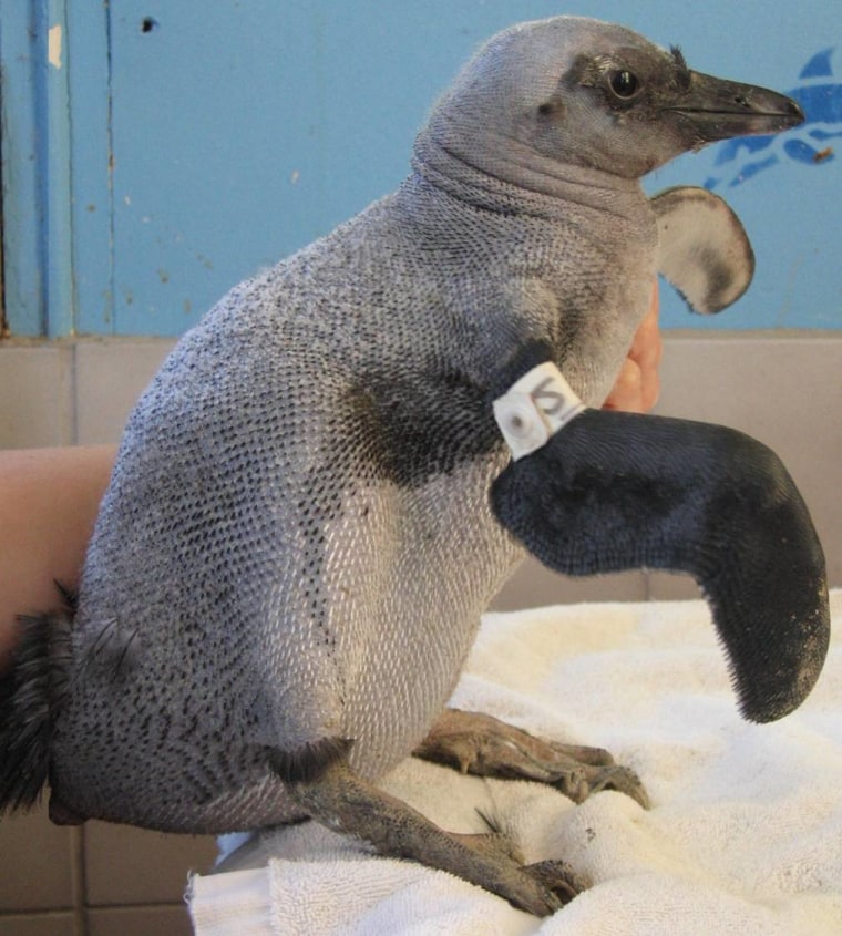Image: Bald penguin